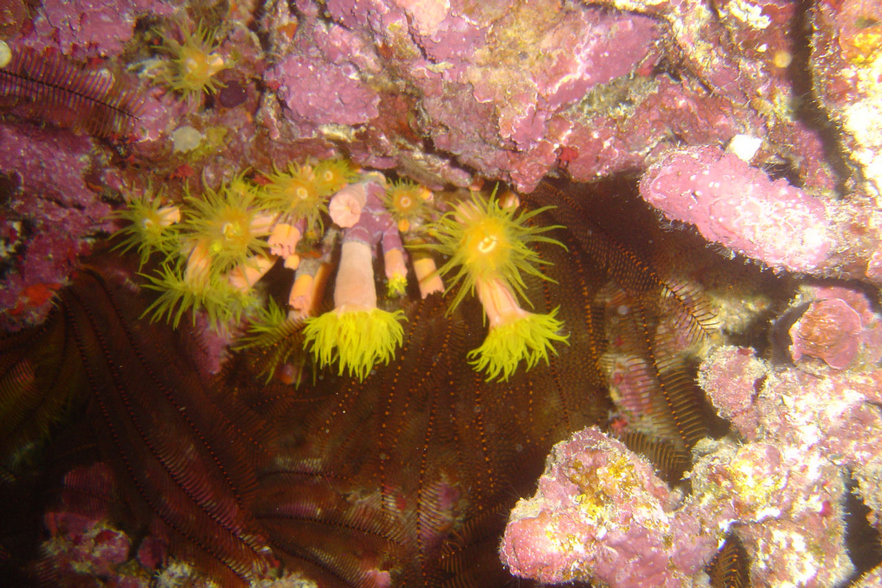 Tubastraea coccinea